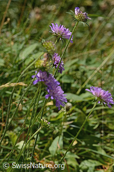 Photo: Knautia dipsacifolia. Blossoms and stem.