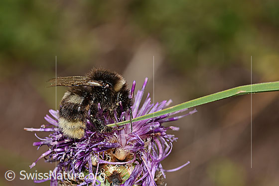 Foto: Wahrscheinlich Hellgelbe Erdhummel (Bombus lucorum) auf Alpen-Flockenblume (Centaurea scabiosa ssp. alpestris). Länge 16mm. Ansicht von seitlich hinten.