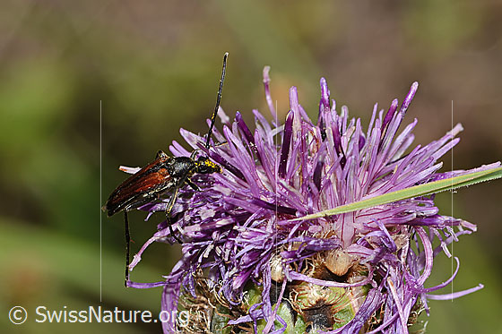Photo: Stenurella melanura on Centaurea scabiosa ssp. alpestris. Length 6 - 9mm. Male. View from the side above.