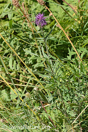 Photo: Centaurea scabiosa ssp. alpestris. Whole plant (habiti).