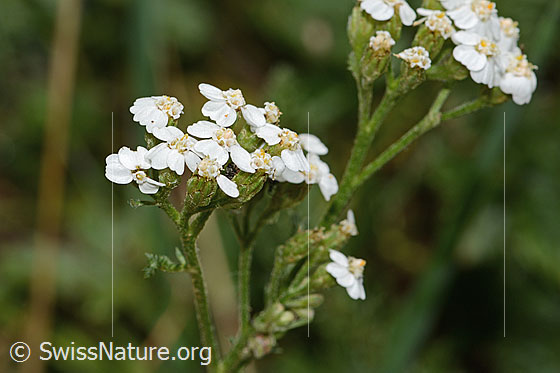 Photo: Achillea millefolium. Inflorescence. View from diagonally above.