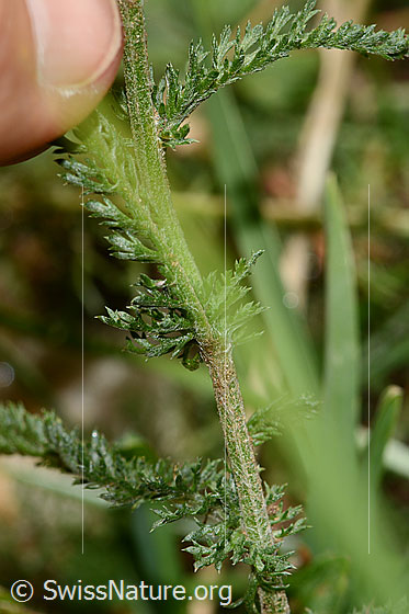 Photo: Achillea millefolium. Stem and leaf underside.