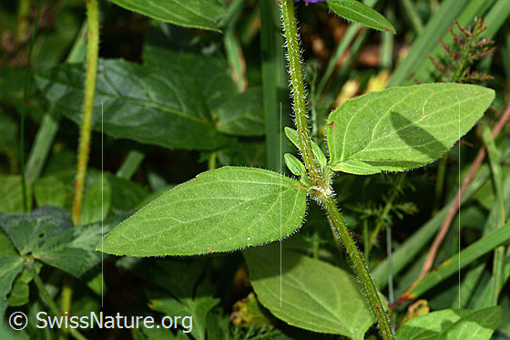 Photo: Probably Prunella grandiflora. Stem and stem leaves.