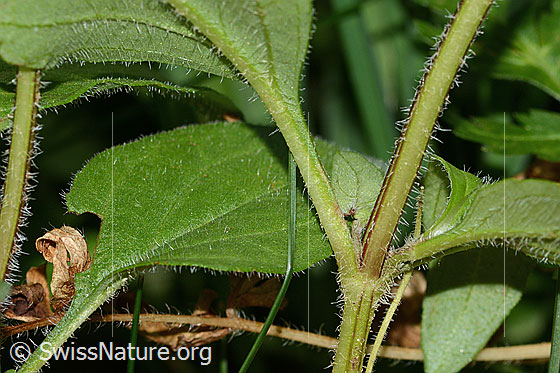 Photo: Probably Prunella grandiflora. Leaf top and stem.
