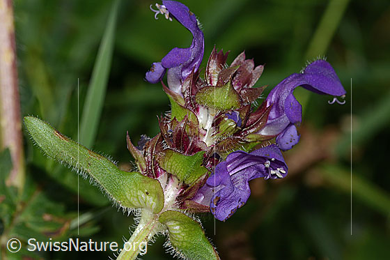 Foto: Wahrscheinlich Grossblütige Brunelle (Prunella grandiflora). Blütenstand. Ansicht von der Seite.