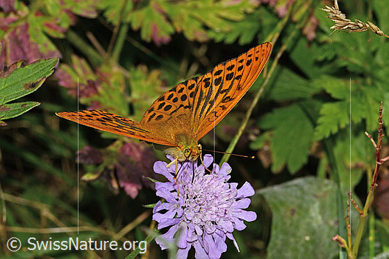 Photo: Argynnis paphia on Scabiosa lucida. Wings open. View from the front.
