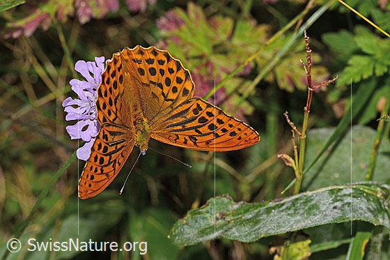 Photo: Argynnis paphia on Scabiosa lucida. Wings open. View from above.