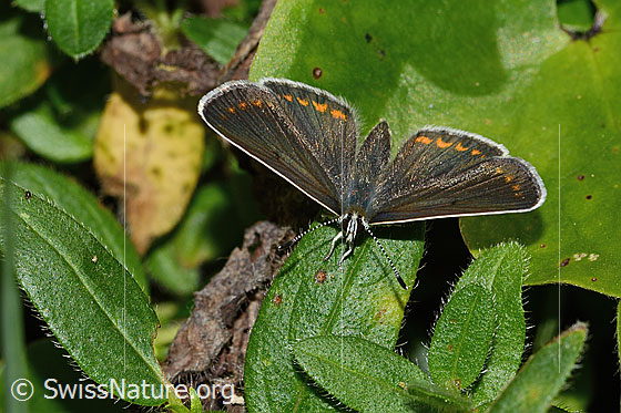 Photo: Aricia artaxerxes. Wings open. View from top front.