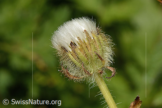 Foto: Pyrenäen-Pippau (Crepis pyrenaica). Verblühte Blüte. Ansicht von der Seite.