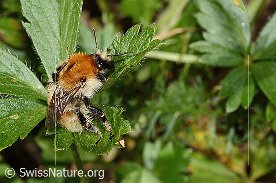 Photo: Probably Bombus humilis. Length 15mm. View from the side above.