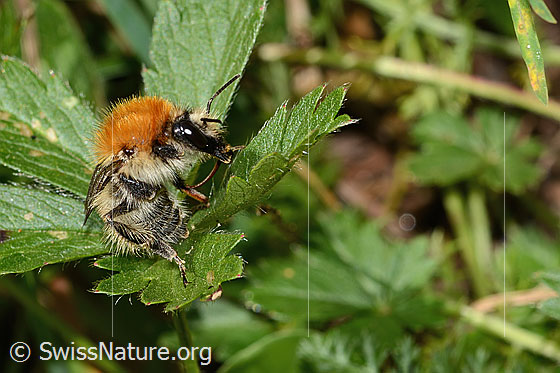 Photo: Probably Bombus humilis. Length 15mm. View from side front.