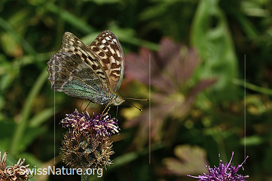 Photo: Argynnis paphia f. valesina on Centaurea scabiosa ssp. Alpestris). Wing half open. View from the side.