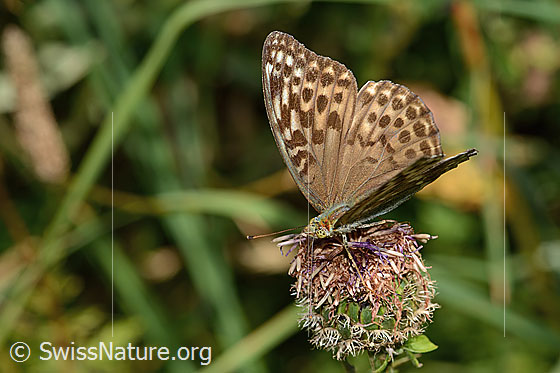 Photo: Argynnis paphia f. Valesina on Centaurea scabiosa ssp. alpestris. Wings half open. View from the front top side.