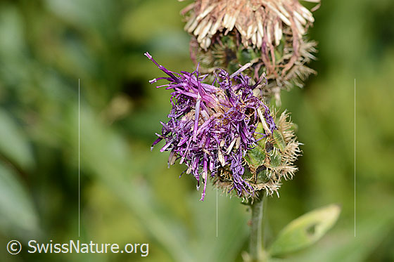 Photo: Centaurea scabiosa ssp. alpestris. Blossom.