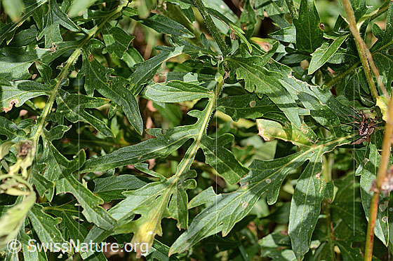 Photo: Centaurea scabiosa ssp. alpestris. Leaves.