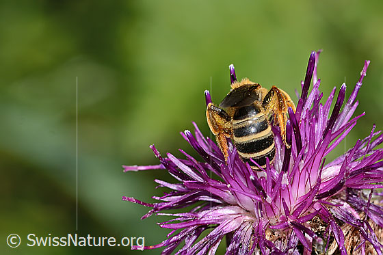 Photo: Halictus rubicundus on Centaurea scabiosa ssp. alpestris. Length 12mm. Female. View from behind.