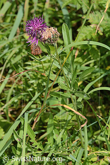 Photo: Centaurea scabiosa ssp. alpestris. Whole plant (habiti).