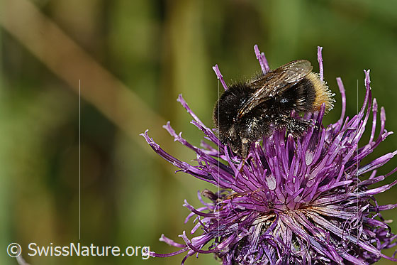 Photo: Probably Bombus soroeensis on Centaurea scabiosa ssp. alpestris. Length 15mm. View from the side.