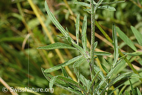 Photo: Centaurea scabiosa ssp. Alpestris. Leaves.