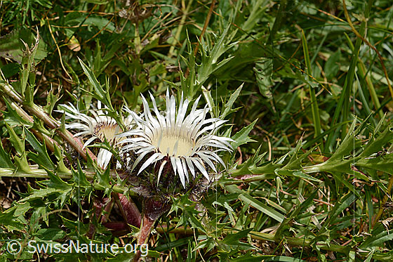 Photo: Carlina acaulis ssp. Caulescens. Whole plant (habiti).