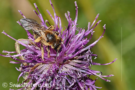 Photo: Halictus rubicundus on Centaurea scabiosa ssp. alpestris. Length 12mm. Female. View from above.