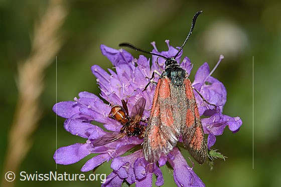 Photo: Probably Zygaena loti on Knautia dipsacifolia. View from above.