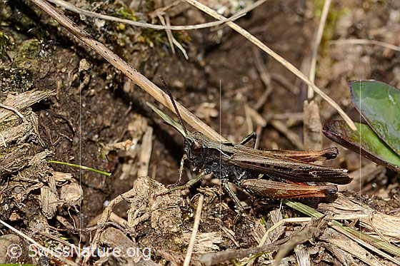 Foto: Brauner Grashüpfer (Chorthippus brunneus). Länge 18mm. Männchen. Ansicht von der Seite.