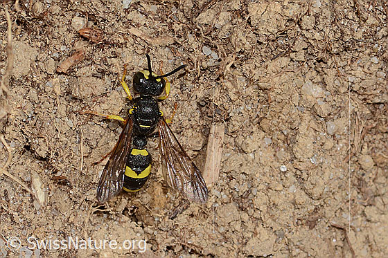 Bienenjagende Knotenwespe (Cerceris rybyensis)