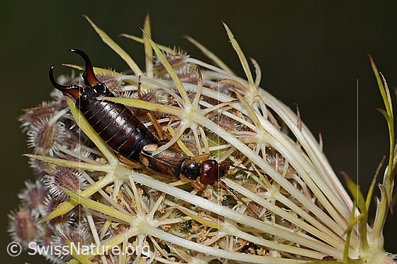 Foto: Gemeiner Ohrwurm (Forficula auricularia) auf Wilder Möhre (Daucus carota ssp. carota). Länge 14mm. Männchen. Ansicht von oben.