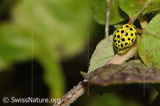 Foto: Zweiundzwanzigpunkt-Marienkäfer (Psyllobora vigintiduopunctata). Länge 5mm. Ansicht von vorne oben.