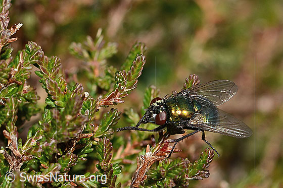 Neomyia cornicina (Fliege)