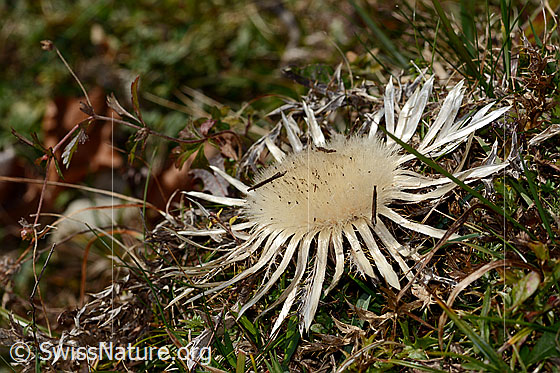 Photo: Carlina acaulis ssp. Caulescens. Blossom.