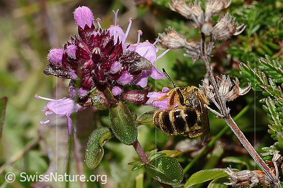 Foto: Rotbeinige Furchenbiene (Halictus rubicundus) an Arznei-Thymian (Thymus pulegioides). Länge 10mm. Weibchen. Ansicht von hinten.