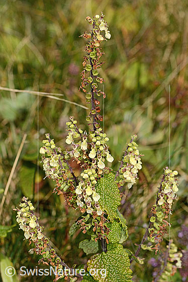 Foto: Salbeiblättriger Gamander (Teucrium scorodonia). Ganze Pflanze (Habitus).