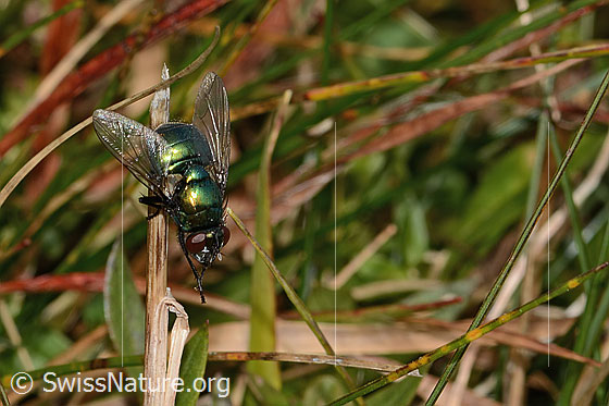 Foto: Neomyia cornicina (Fliege). Länge 9mm. Weibchen. Ansicht von schräg oben.