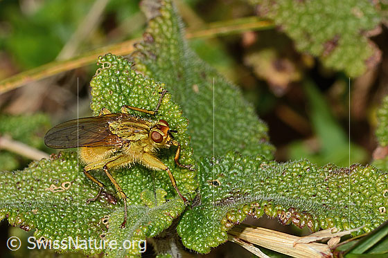Photo: Scathophaga stercoraria. Length 8mm. Male. View from side front.
