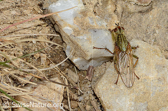 Photo: Scathophaga stercoraria. Length 5 - 10mm. Male. View from above.