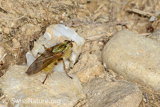 Photo: Scathophaga stercoraria. Length 5 - 10mm. Male. View from the side above.