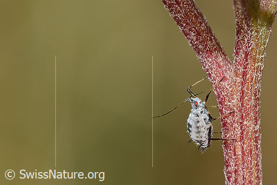Macrosiphoniella subterranea (Blattlaus)