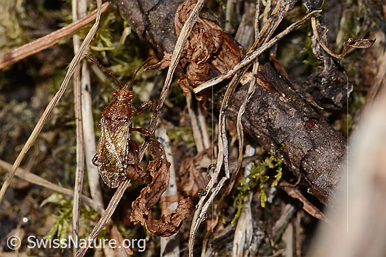 Foto: Hellbraune Glasflügelwanze (Rhopalus subrufus). Länge 7mm. Ansicht von seitlich oben.
