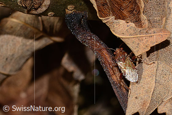 Foto: Hellbraune Glasflügelwanze (Rhopalus subrufus). Länge 7mm. Ansicht von hinten oben.