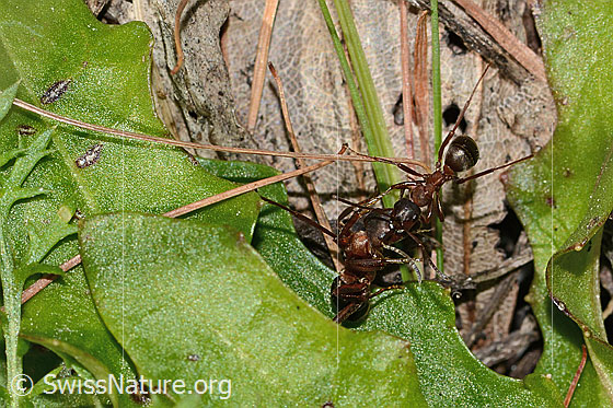 Photo: Formica rufa. Length 4 - 9mm. Two ants communicate with each other. View from above.