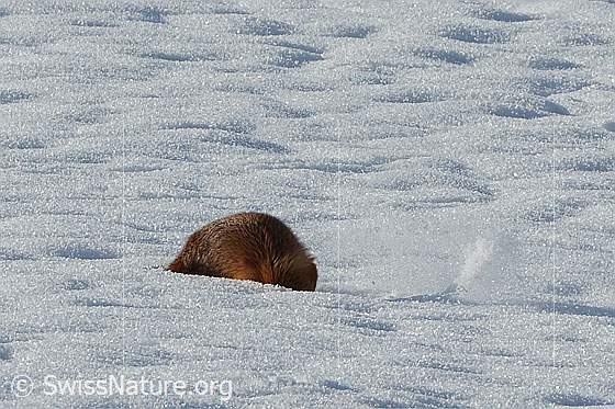 Der Rotfuchs (Vulpes vulpes) wühlt sich durch den Schnee.