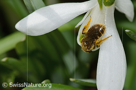 Foto: Gewöhnliche Schmalbiene (Lasioglossum calceatum) auf Schneeglöckchen (Galanthus nivalis). Länge 8mm. Weibchen. Ansicht von hinten oben.