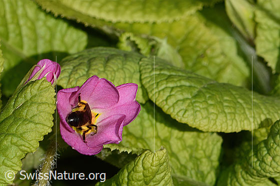 Foto: Zweifarbige Sandbiene (Andrena bicolor) an Stängellose Schlüsselblume (Primula acaulis). Länge 11mm. Weibchen. Ansicht von hinten.