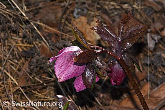 Photo: Helleborus orientalis. Blossom and leaves. View from the side.