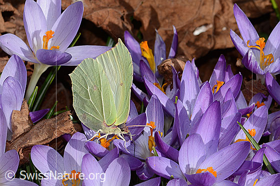 Foto: Zitronenfalter (Gonepteryx rhamni) auf Frühlings-Krokus (Crocus albiflorus). Flügel geschlossen. Ansicht von seitlich vorne.