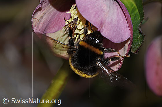 Foto: Dunkle Erdhummel (Bombus terrestris) an Östliche Nieswurz (Helleborus orientalis). Länge 23mm. Königin. Ansicht von oben.