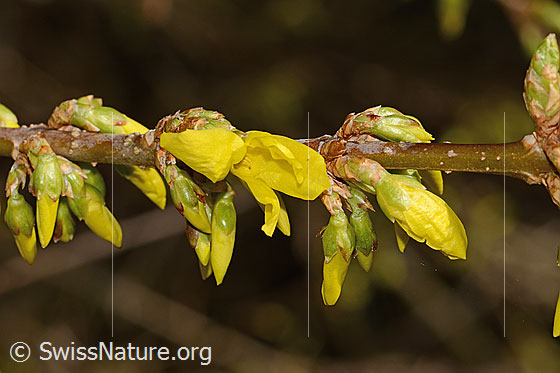 Foto: Forsythie (Forsythia). Zweig mit geschlossenen Blüten.