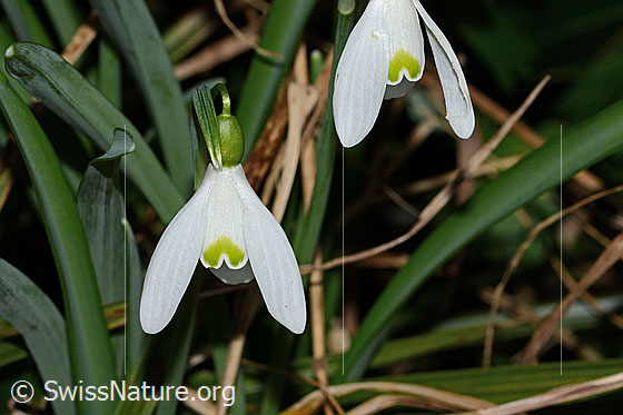 Foto: Schneeglöckchen (Galanthus nivalis). Blüte und Blätter.
